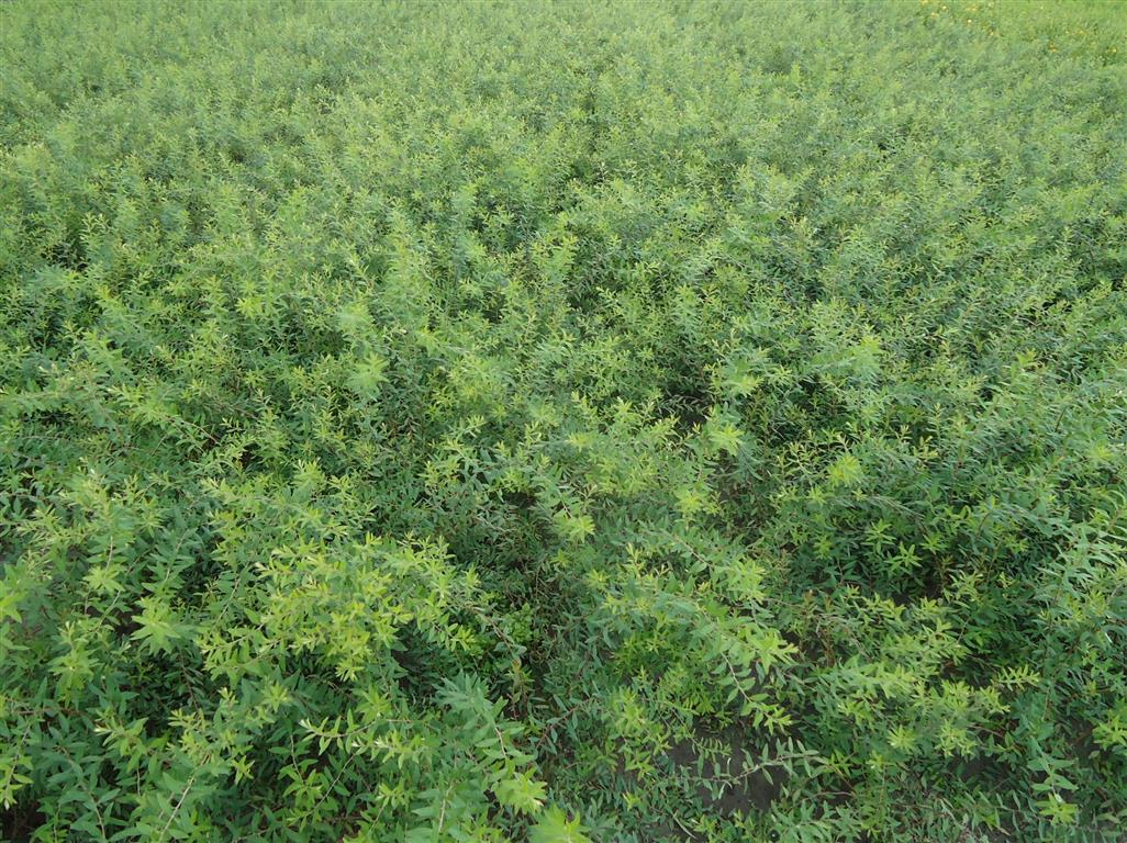 Norsk spirea - Spiraea Cinerea Grefsheim, 40-60 cm - Barrot - 25 Pakke - Gratis frakt